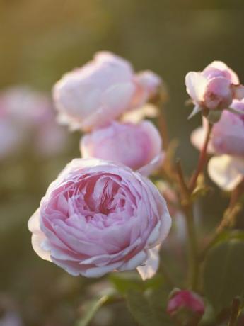 rosa jardim de flores