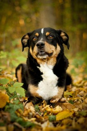 appenzeller sennenhund - melhores cães de guarda
