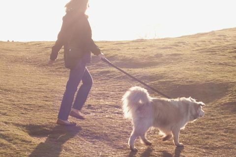 Cão sendo passeado pelo proprietário no campo