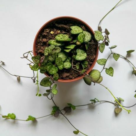 seqüência de plantas de corações em pote de plástico, um tiro de cima na vista superior do fundo botânico de superfície branca, postura plana, copie o espaço