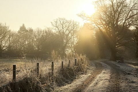 Árvores de geada campo andar rural inverno