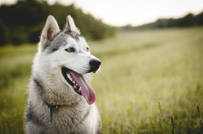 huskie fora em um campo