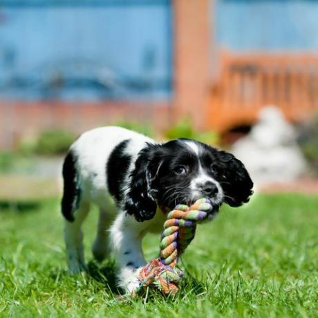 lindo cachorro spaniel carrega um grande brinquedo de corda pelo gramado gostando de mastigar algo que ela tem permissão