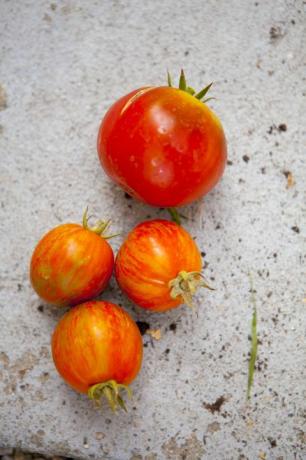 Close-up de tomates frescos no concreto