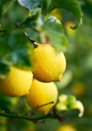 Lemon Grove limões maduros pendurados em uma árvore close-up espanha