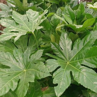 Fatsia japonesa