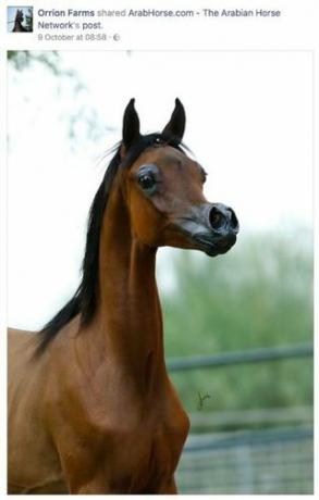 Cavalo de raça árabe