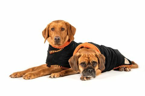 Ruff and tomble lança novo casaco para secagem de cães com Crufts