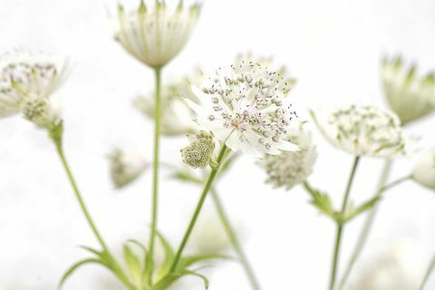 Astrantia branco flores de verão principais 