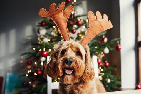 cachorro usando chifres de rena no natal