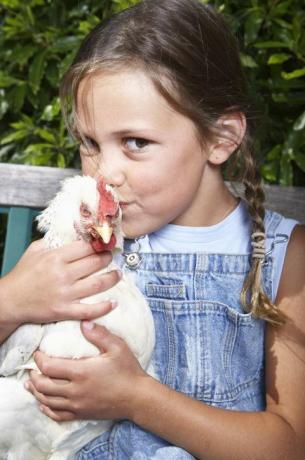 CDC adverte contra beijar galinhas