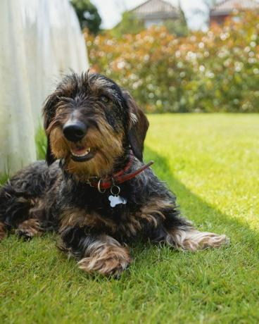 bassê deitado relaxando no gramado do jardim o cachorro está deitado na sombra