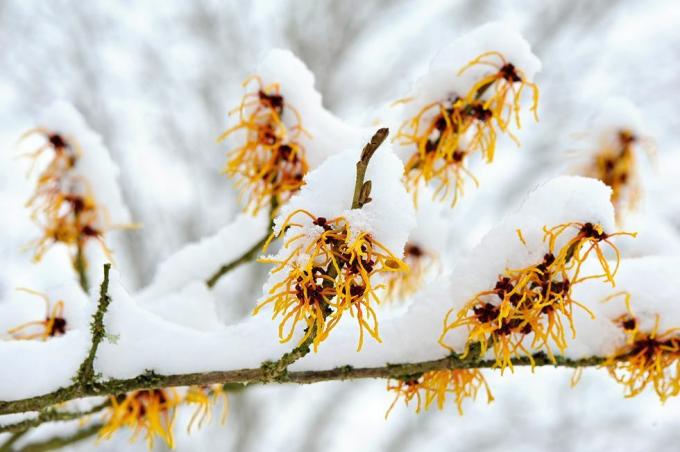 Imagem de close-up da primavera floração Hamamelis - flores de avelã bruxa amarelo coberto de neve