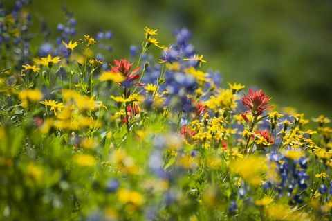 Flores silvestres fora