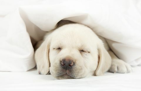 Filhote de Labrador, dormindo em uma cama