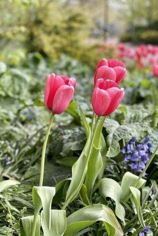 tulipas vermelhas em um canteiro de flores