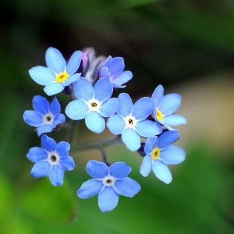 não me esqueça flor