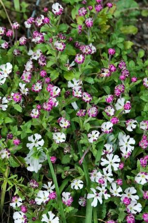 Planta, flor, pétala, flor silvestre, planta com flor, planta perene, subarbusto, pedicelo, família rosa, Geraniales, 