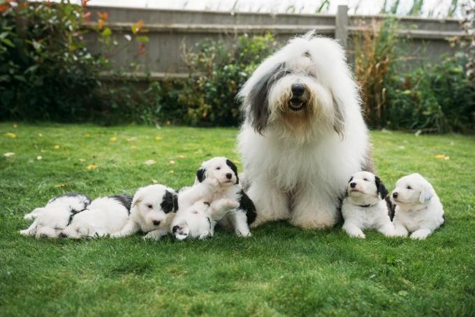 cachorro dulux recebe ninhada de cachorrinhos