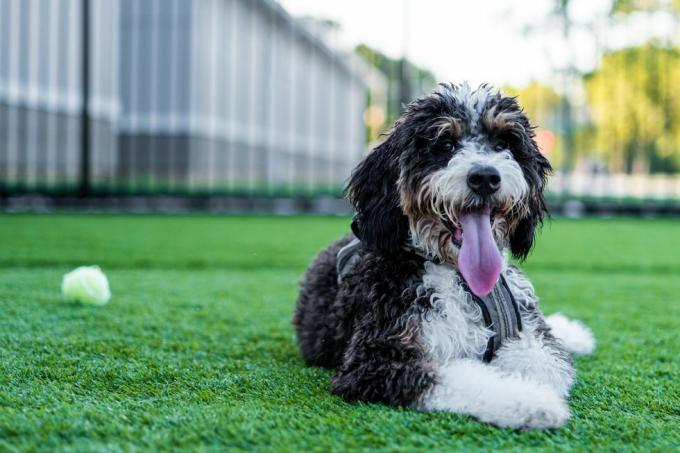 Bernedoodle no parque