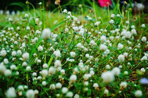 Close-up de plantas com flores brancas no campo