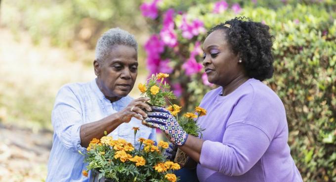 uma idosa afro-americana e sua filha adulta cuidando do jardim juntas no quintal a mãe está segurando uma bandeja com flores de laranjeira no colo e entregando uma das flores para a filha