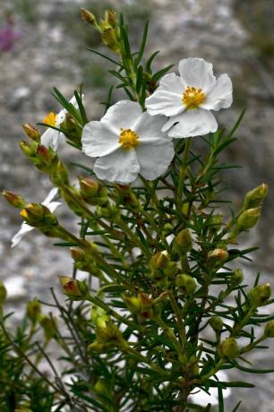 Planta de esteva