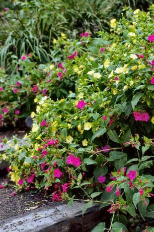 Planta, flor, arbusto, pétala, magenta, jardim, planta com flores, cobertura do solo, planta anual, subarbusto, 