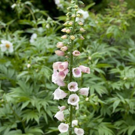 digitalis purpurea 'suttons damasco' dedaleira