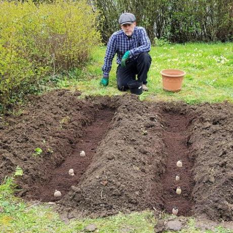 o que fazer no jardim em março batatas