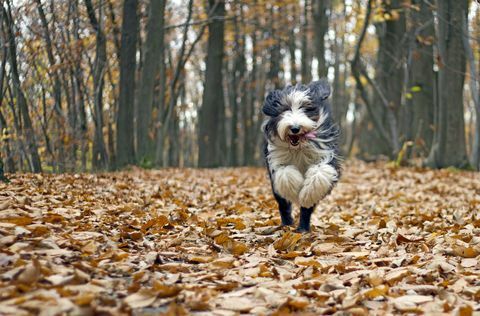 cão deixa outono