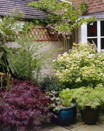 acer palmatum dissectum & choisya ternata (flor de laranjeira mexicana) crescendo em exibição de grupo de recipientes no pátio em frente à casa