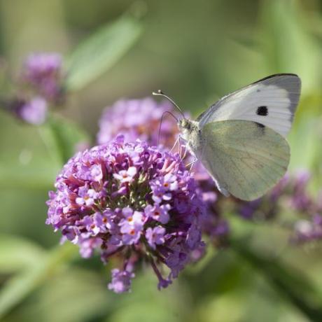 pequena borboleta branca, pieris rapae, também conhecida como borboleta branca de repolho, alimentando-se de néctar de uma flor buddleja