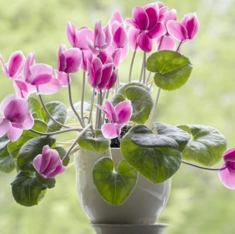 Cyclamen florescendo em uma panela