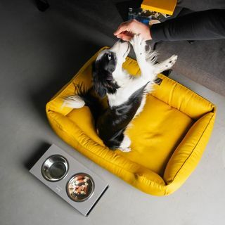 Cama de cachorro AMARELA com capa removível ninho de cachorro brilhante MUSTARD XS - Tapete de tamanho Xxl para cachorro, presente para donos de cães