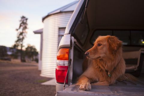 Proprietários de cães com 4x4s são obrigados a prestar atenção a este aviso de saúde dos veterinários - Car Boot Warning For Dogs