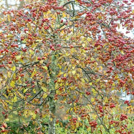 imagem aproximada das bagas vermelhas de inverno vibrantes da macieira caranguejo malus evereste