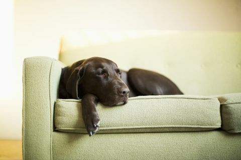 Cão dormindo no sofá verde
