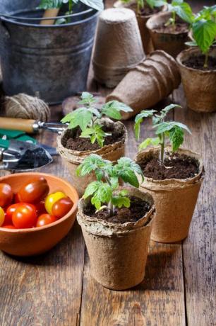 brotos de mudas de tomate jovem no conceito de jardinagem de potes de turfa