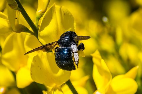 Abelha polinizando flores de vassoura espanhola (Spartium junceum)