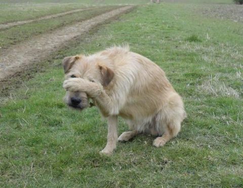 Cevada, o cachorro