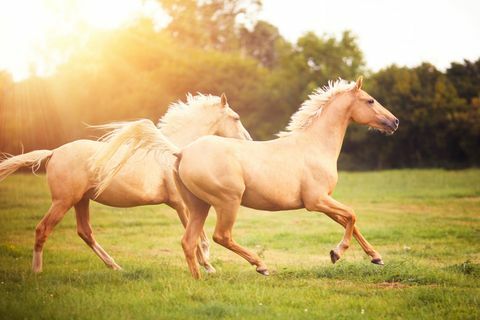 Cavalos Palomino galopando em campo