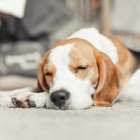 cachorro beagle dormir