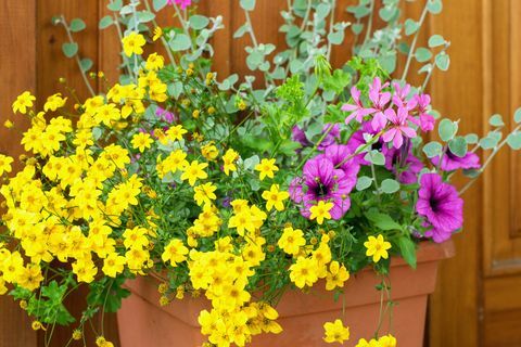 bidens ferulifolia lindas flores amarelas plantadas junto com outras plantas na panela, terraço de verão