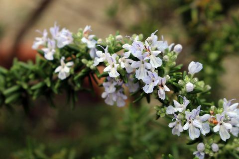 Flor de alecrim rastejando