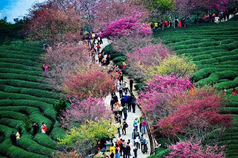 Cerejeiras em uma plantação de chá na cidade de Yongfu em Longyan, Fujian, China