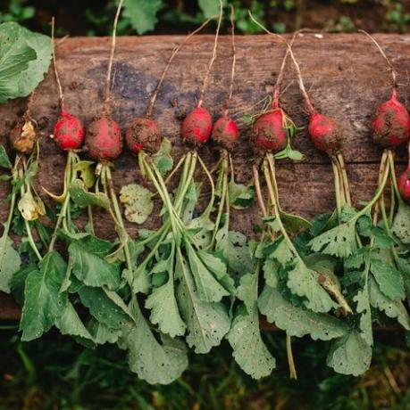 Rabanetes colhidos, jardinagem ao ar livre