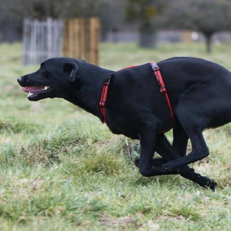 Arnês para cães em listra vermelha e marrom ML