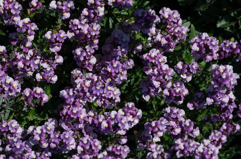 Nemesia em flor