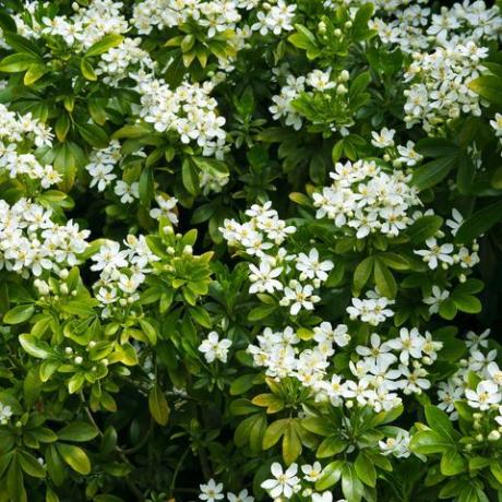 shrup de floração de primavera branca em moldura de preenchimento de formato horizontal, choisya ternata, laranja mexicana, em inglês country garden, surrey, inglaterra, reino unido